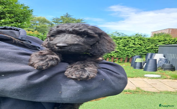 Labradoodle honden - Advertentie 8