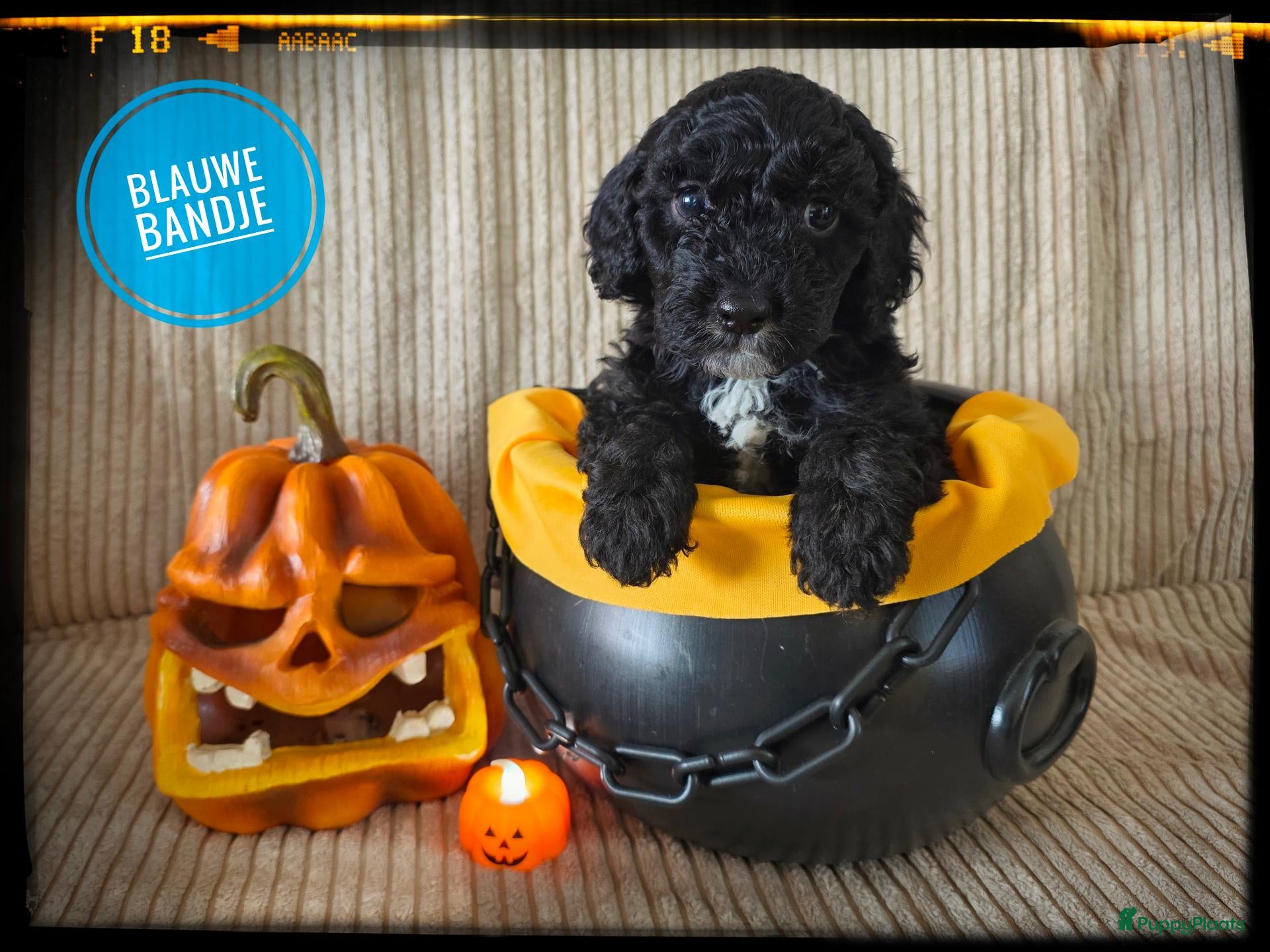 Labradoodle honden Mini labradoodle pups - Advertentie 1