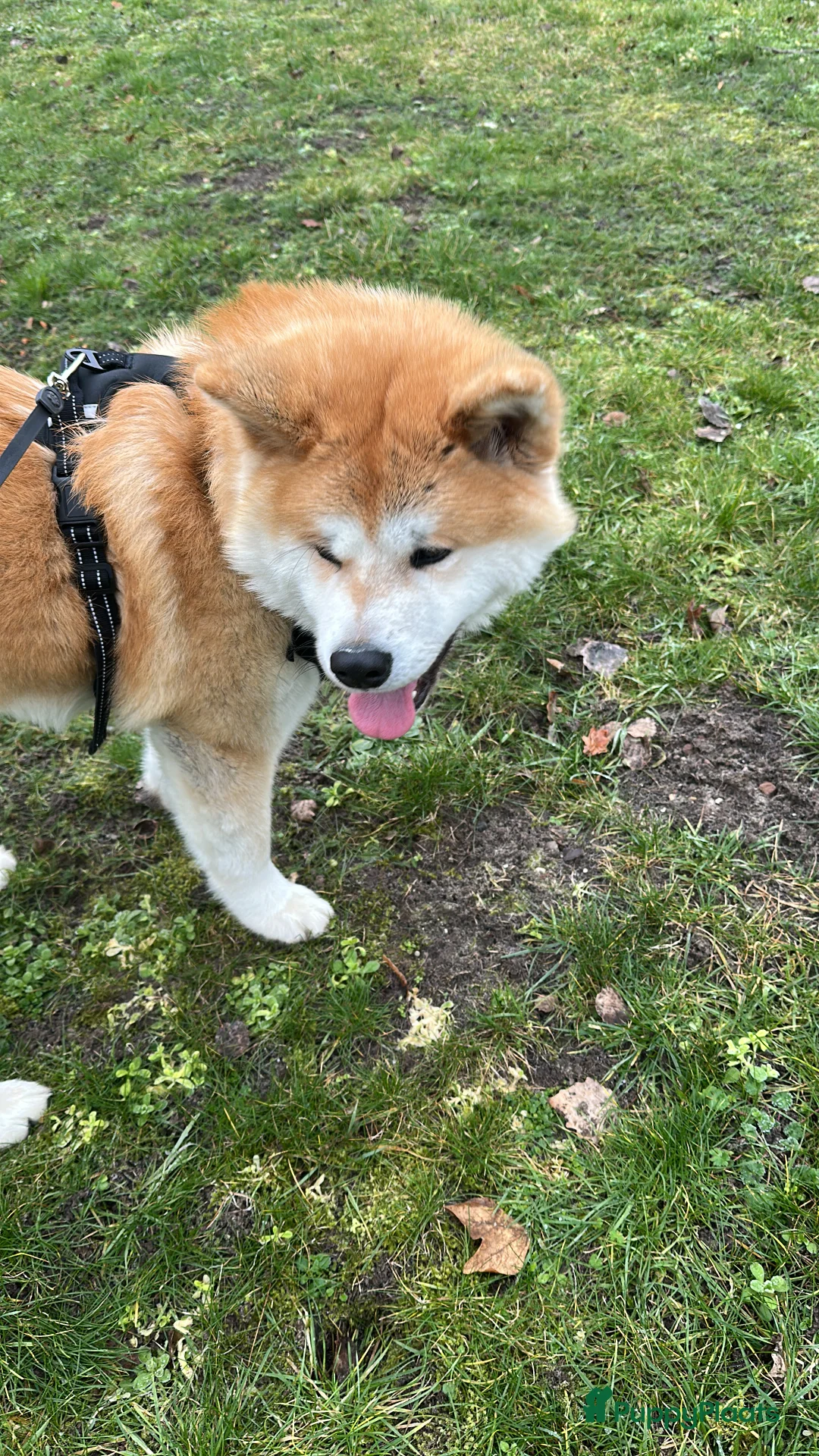 Akita honden te koop: Te koopt - Advertentie 2