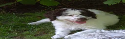 Lagotto Romagnolo honden te koop: Italiaanse waterpuppy's - Advertentie 10