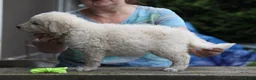 Kuvasz honden te koop: **Bijzondere Kuvasz pups uit een droomcombinatie** - Advertentie 2