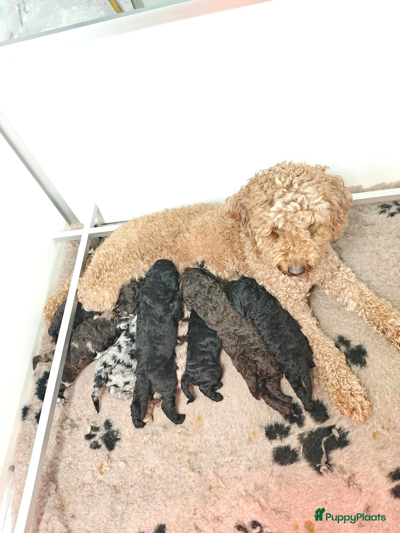 Goldendoodle honden Prachtig particulier nestje medium Goldendoodles - Advertentie 1