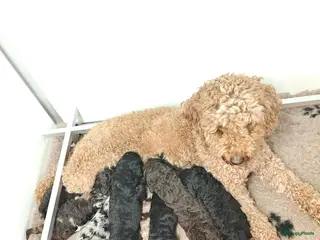 Goldendoodle honden Prachtig particulier nestje medium Goldendoodles - Advertentie 1