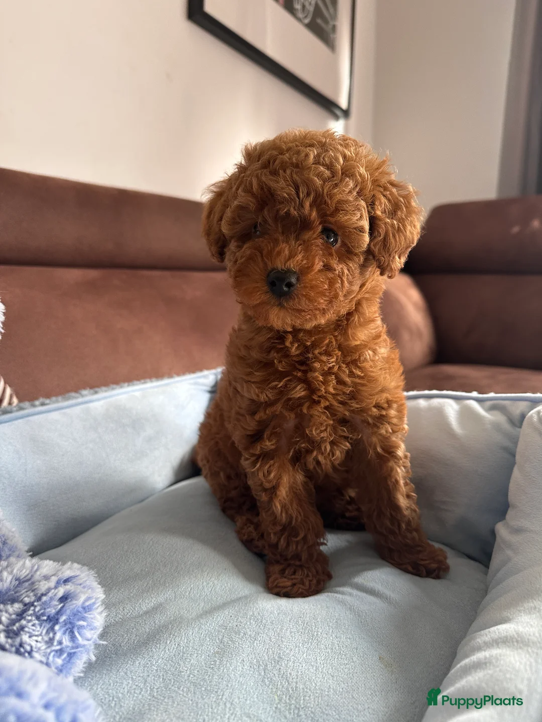 Poedel Toy honden te koop: Toypoedel puppy’s – liefdevolle gezinnen gezocht - Advertentie 20