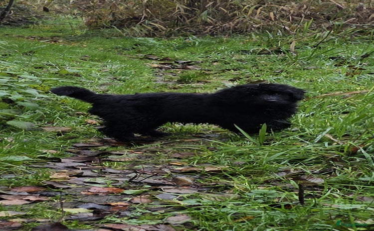 Bernedoodle honden Bernedoodle middenslag f1 teefje te koop  - Advertentie 1