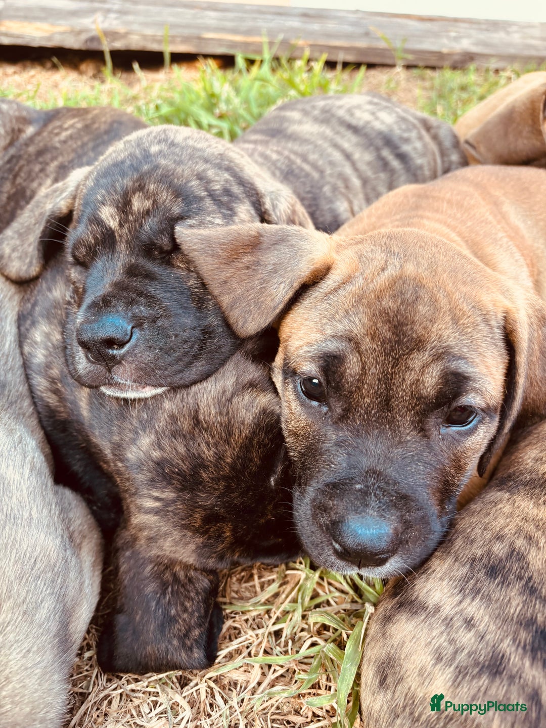 Kruising honden te koop: Mooie Presa/Fila 🥰 mastiff pups zoeken personeel  - Afbeelding 24