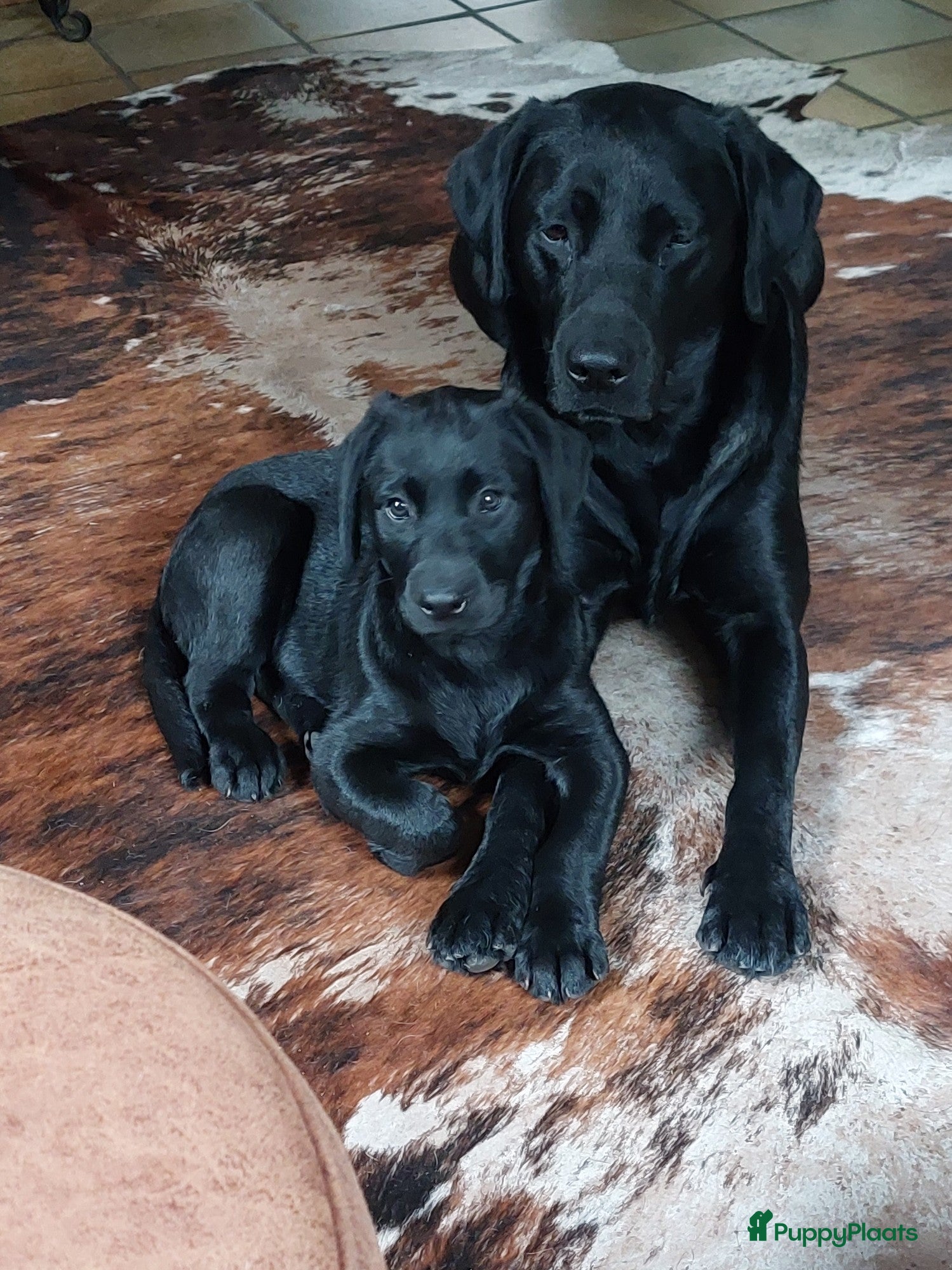 Labrador Retriever honden Prachtige zwarte labrador pups met stamboom - Advertentie 5
