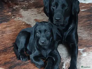 Labrador Retriever honden Prachtige zwarte labrador pups met stamboom - Advertentie 5