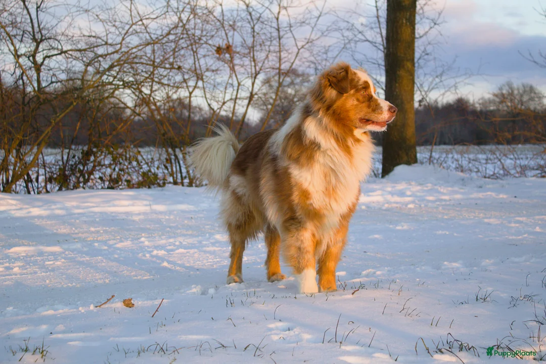 Australian Shepherd honden te koop: Nestaankondeging 06-04-2026 Australian shepherd - Advertentie 3