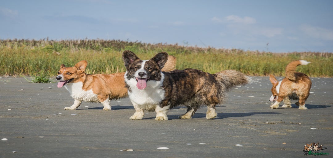 Galerij afbeelding {{count}}