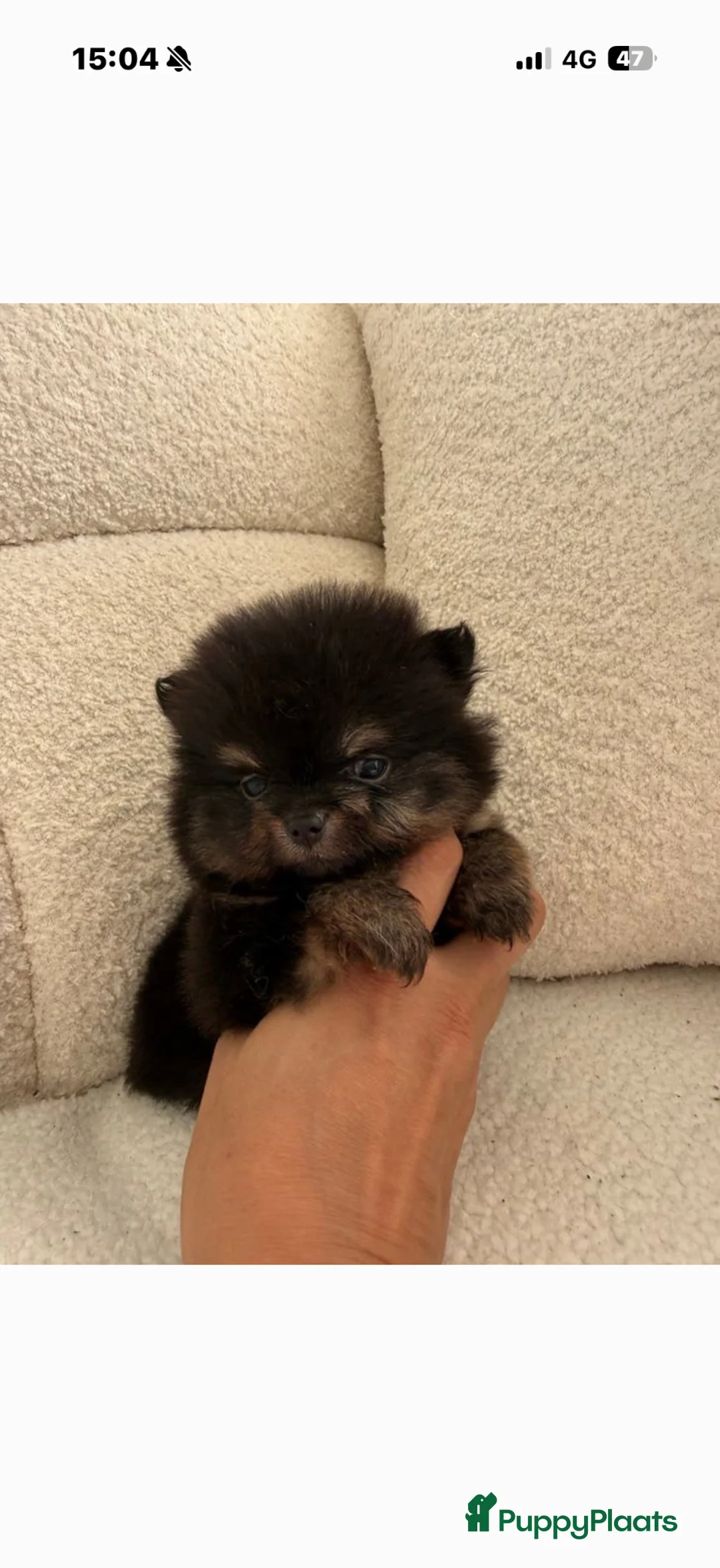 Pomeriaan honden te koop: Pomeranian pomeriaan pups  - Advertentie 2