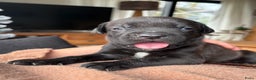 Cane Corso honden te koop: Cane corso pups - Advertentie 9