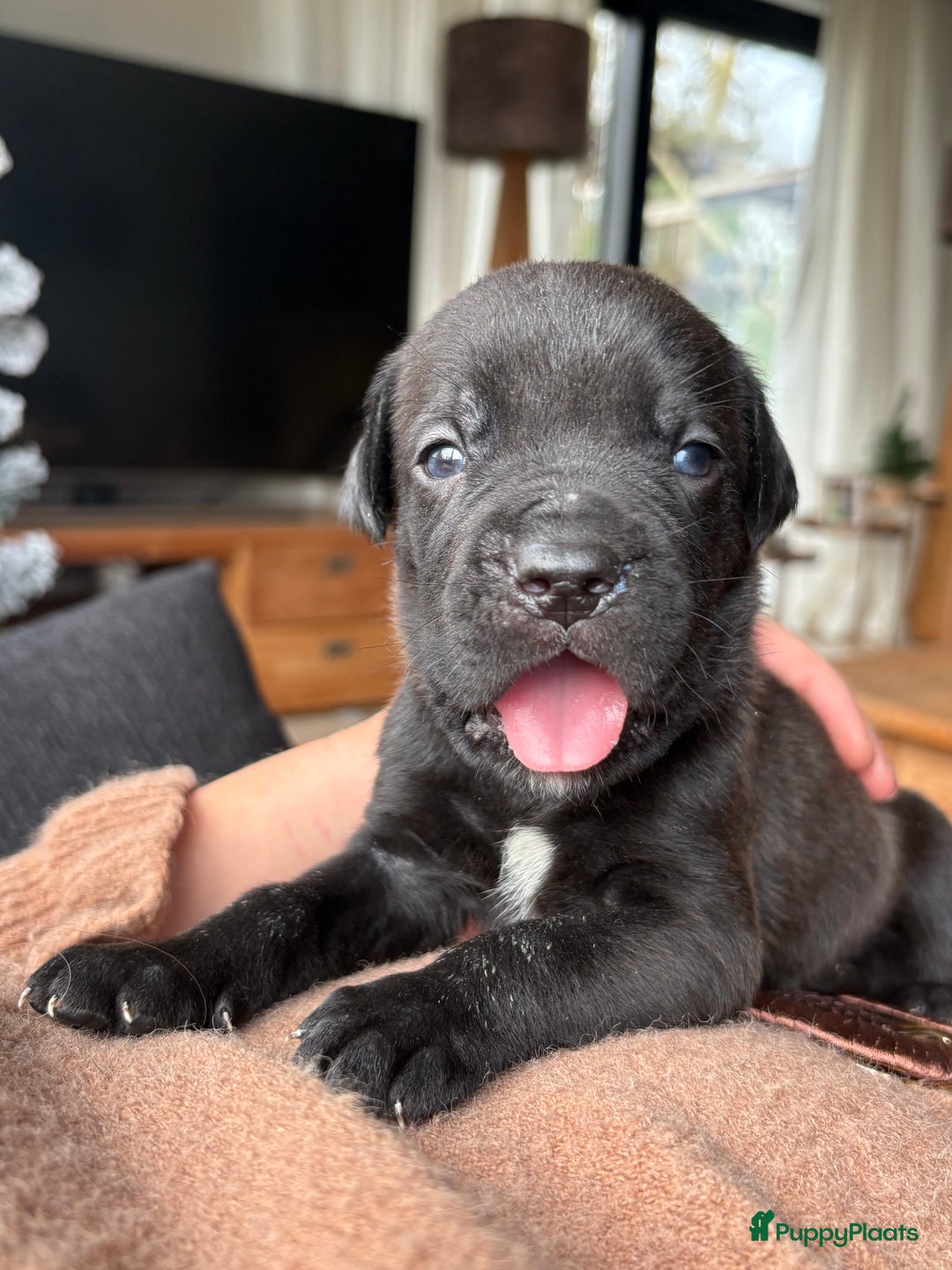 Cane Corso honden te koop: Cane corso pups - Advertentie 9