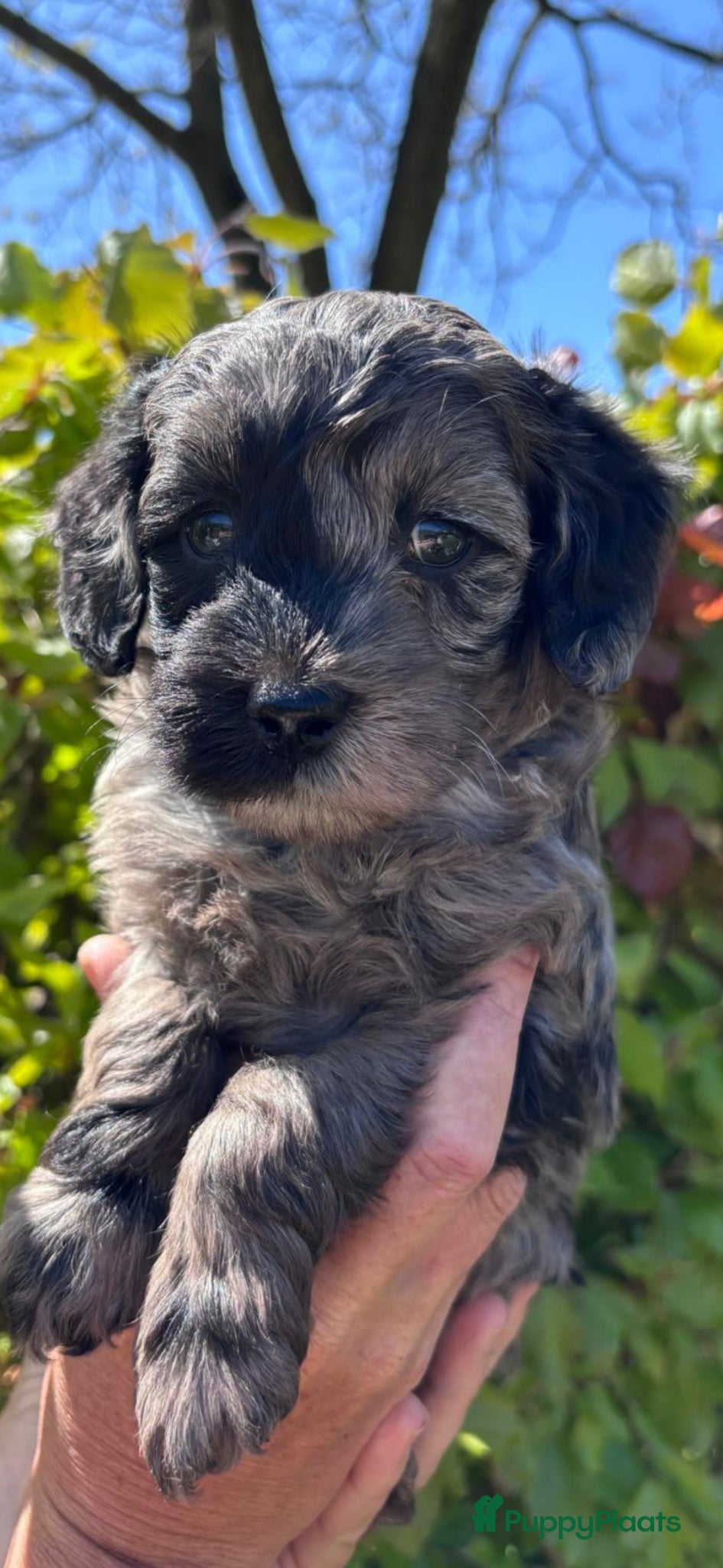 Labradoodle honden Prachtige sheltiedoodle labradoodle pups - Advertentie 6