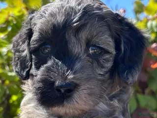 Labradoodle honden Prachtige sheltiedoodle labradoodle pups - Advertentie 6