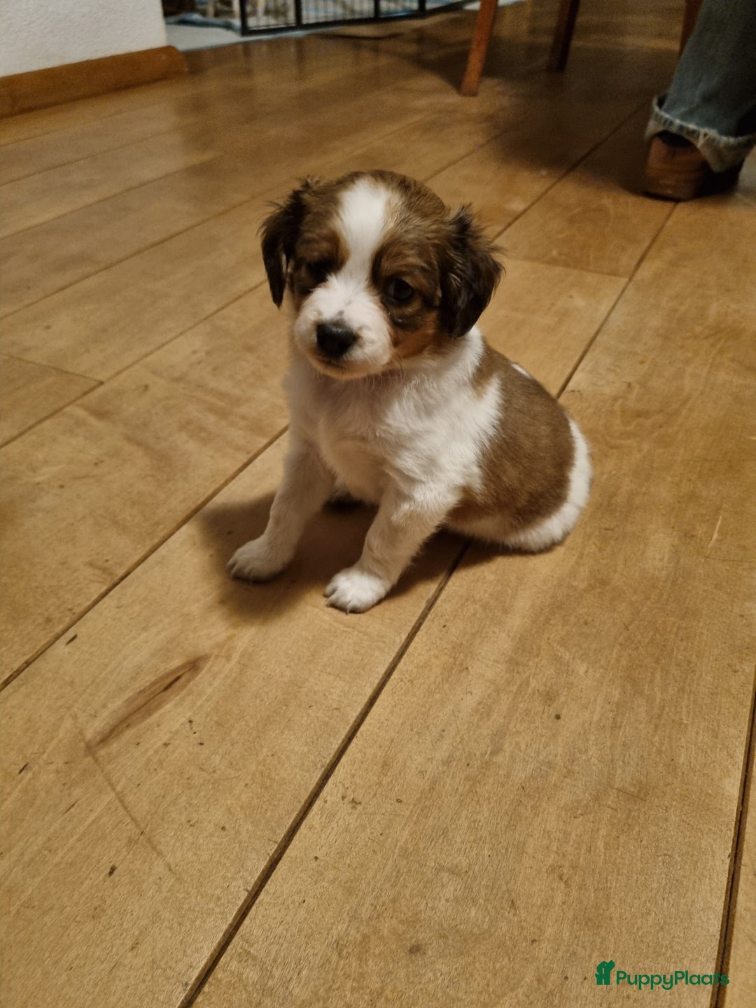 Kooikerhondje honden te koop: 6 Kooiker pups / alle nu gereserveerd!  - Advertentie 10