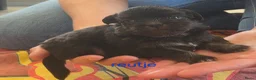Boomer honden te koop: Nog 4 prachtige boomer reutjes beschikbaar  - Advertentie 5