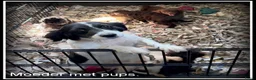 Kruising honden te koop: Boompoo pups. Boomer x Poedel - Advertentie 10