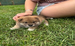 Shiba honden te koop: Shiba Inu pups (nog 1 reutjes beschikbaar) - Afbeelding 12