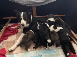 Border Collie honden Prachtige Border Collie pups | stamboom (ISDS/FCI) - Advertentie 1