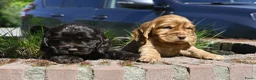 Engelse Cocker Spaniel honden te koop: Speelse Engelse Cocker Spaniel pups - Advertentie 27