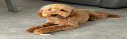 Labradoodle honden te koop: Labradoodle pups - Advertentie 7