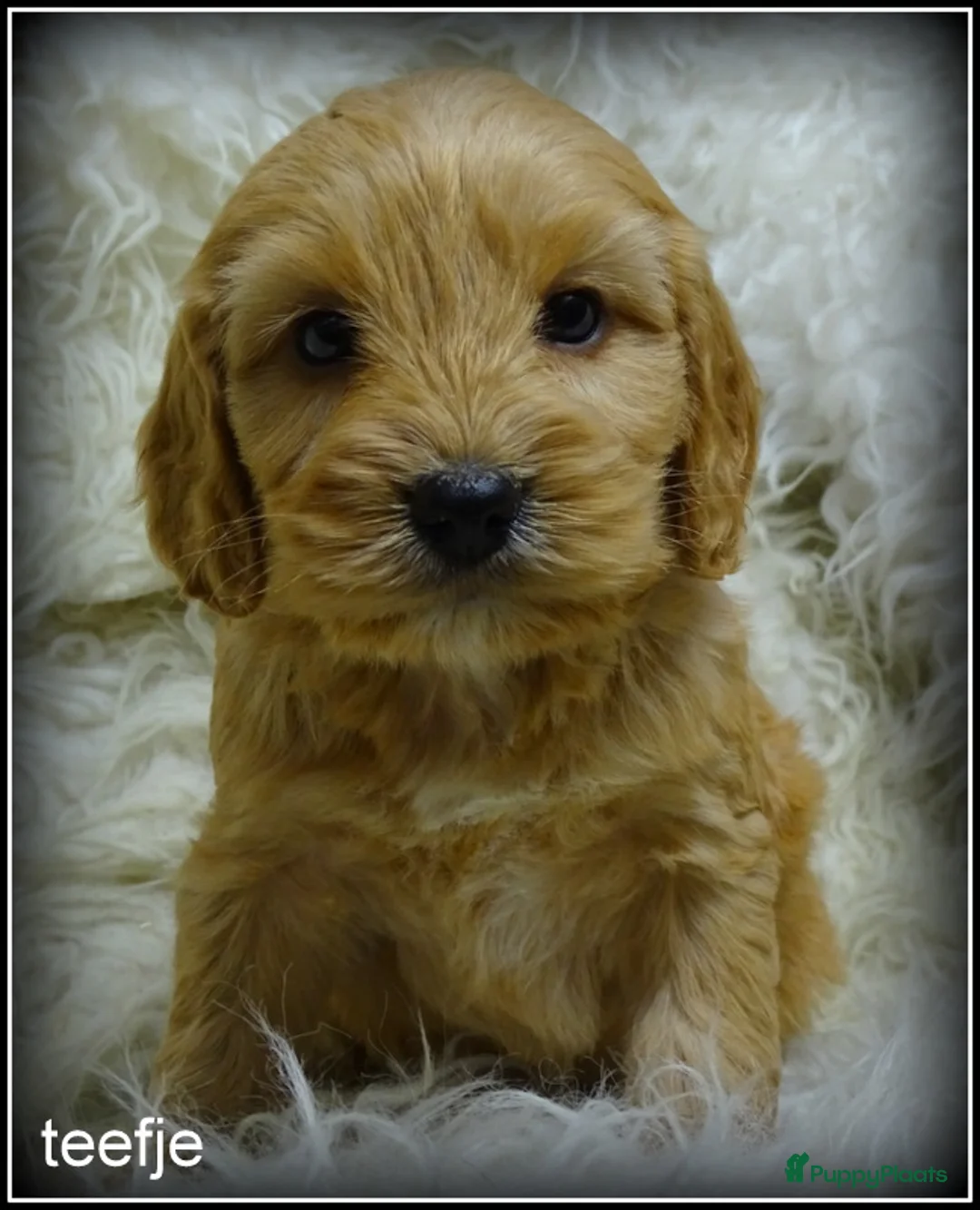 Cockapoo honden te koop: Cockapoo pups - Advertentie 13