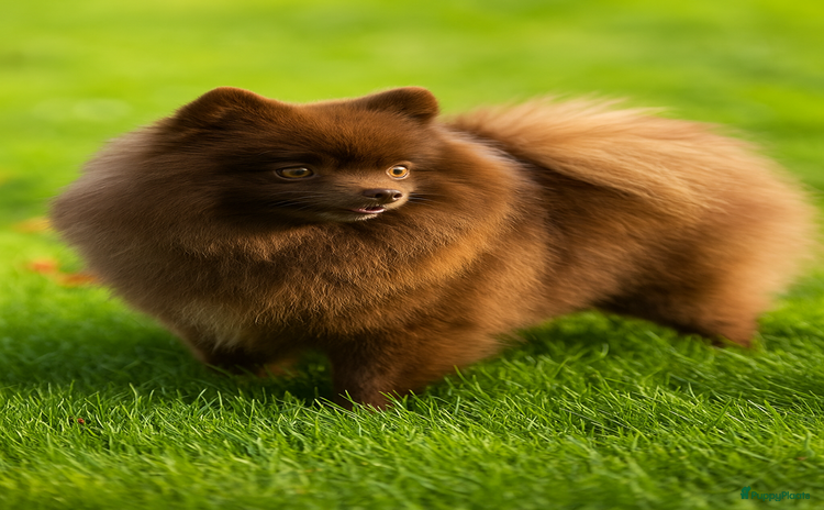 Pomeriaan honden - Advertentie 3