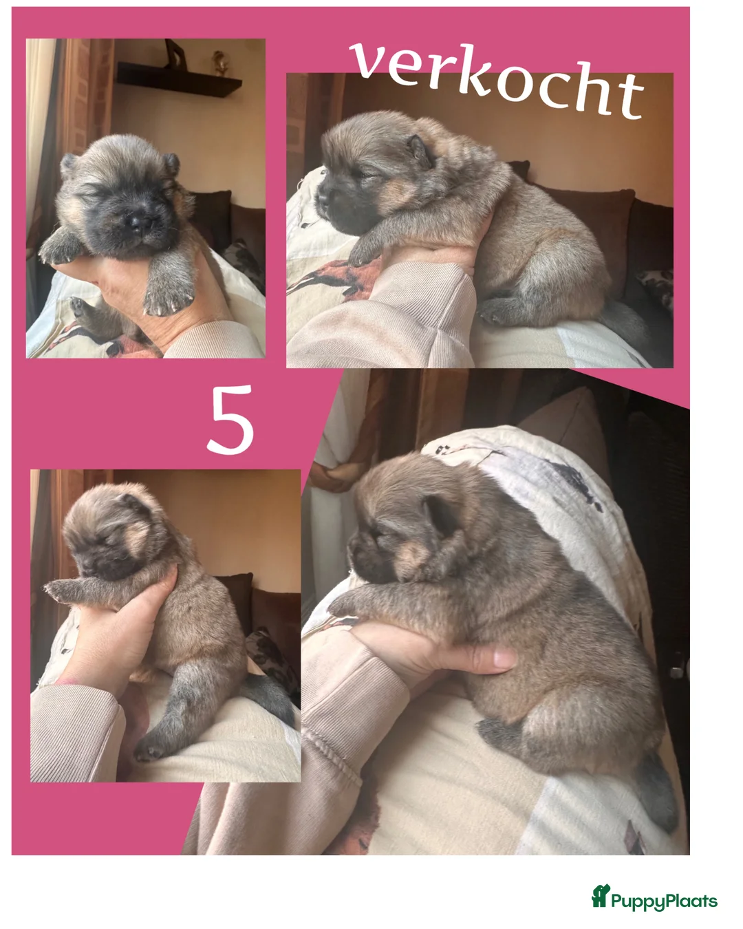 Chow Chow honden te koop: Mini Chow chow - Advertentie 19