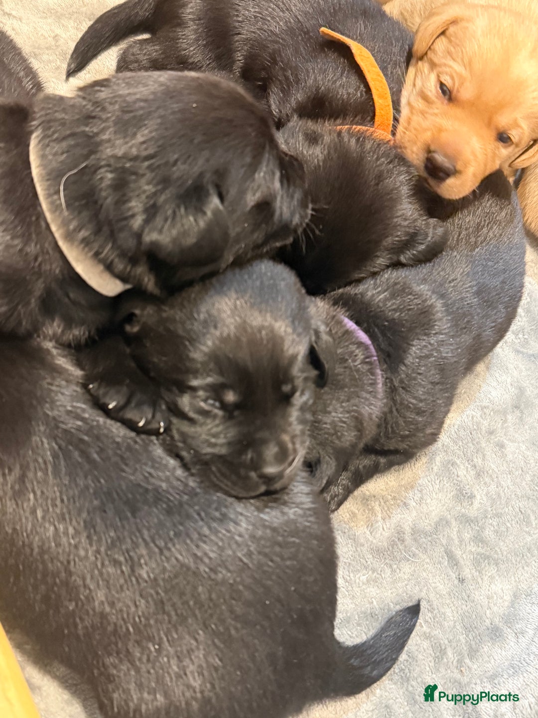 Labrador Retriever honden te koop: Labrador Retriever Pups - Advertentie 21