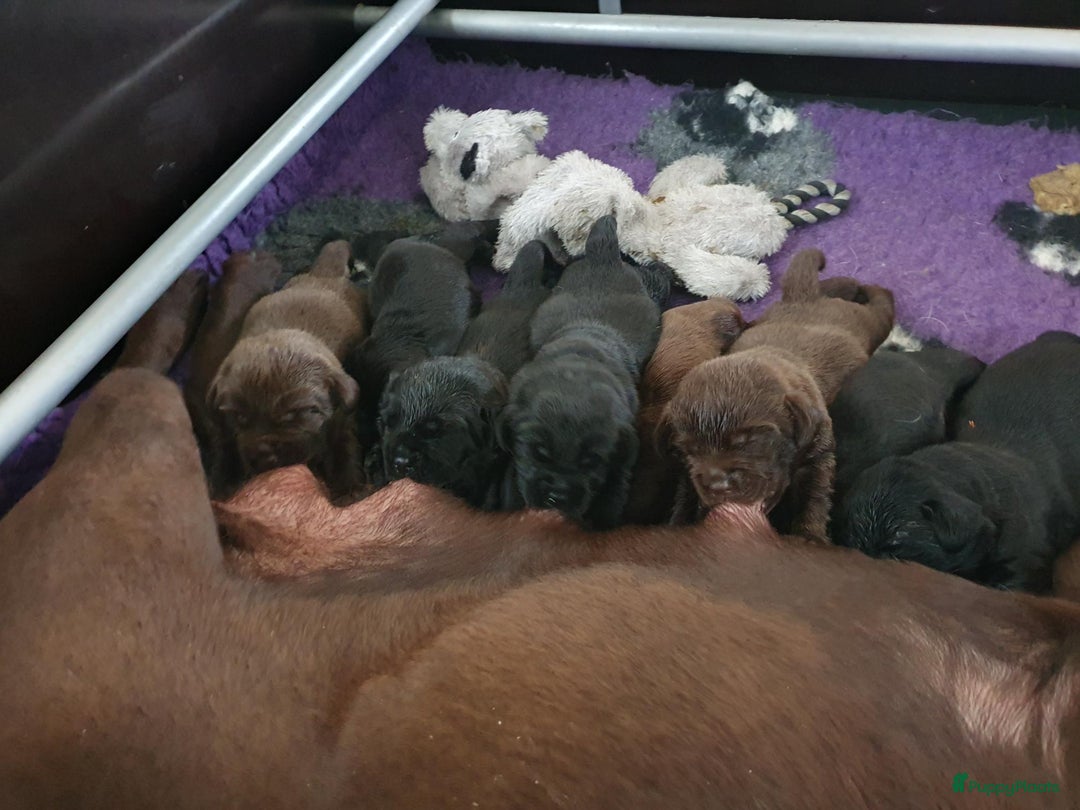 Labrador Retriever honden te koop: 3 zwarte  labrador pups reutjes  in Weert - Afbeelding 2