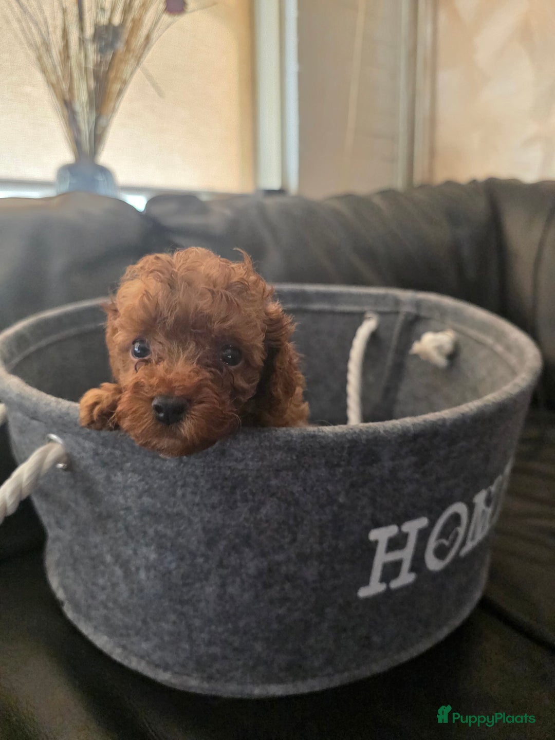 Poedel Toy honden te koop: Toy poedel pups - Afbeelding 6