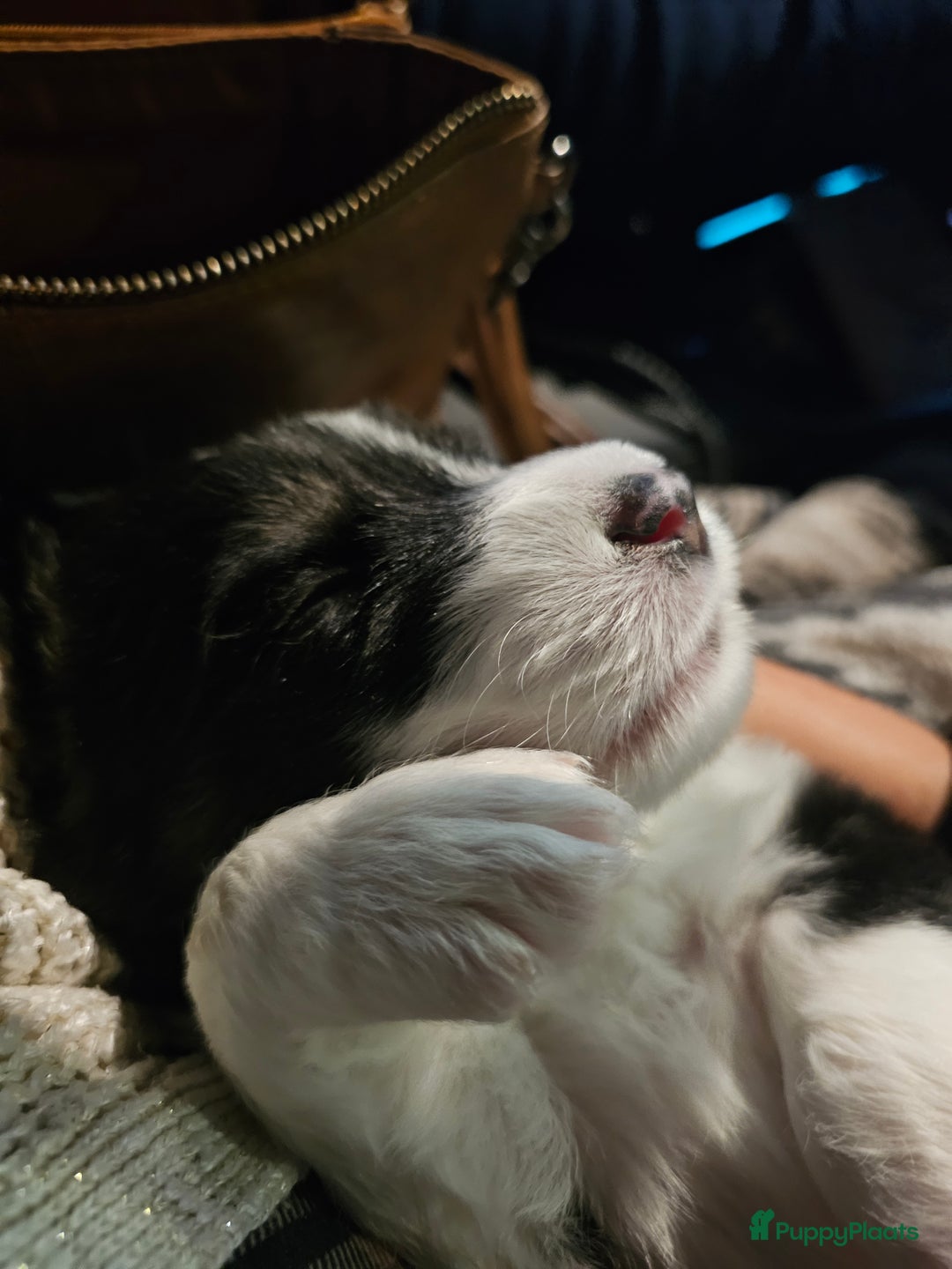 Kruising honden te koop: Aussidoodle pups - Advertentie 2