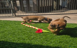 Rhodesian Ridgeback honden te koop: Rhodesian Ridgeback pups in Bentveld - Afbeelding 9