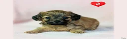 Kruising honden te koop: Prachtige Chi-doodle pups (chihuahua-toypoedel) - Advertentie 6