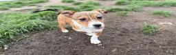 Kruising honden ter adoptie: Storm - Advertentie 2