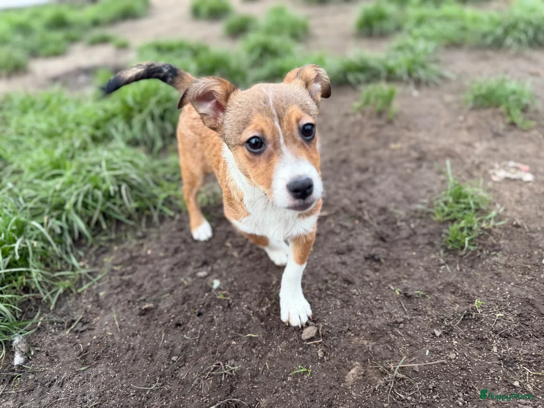 Kruising honden ter adoptie: Storm - Advertentie 2