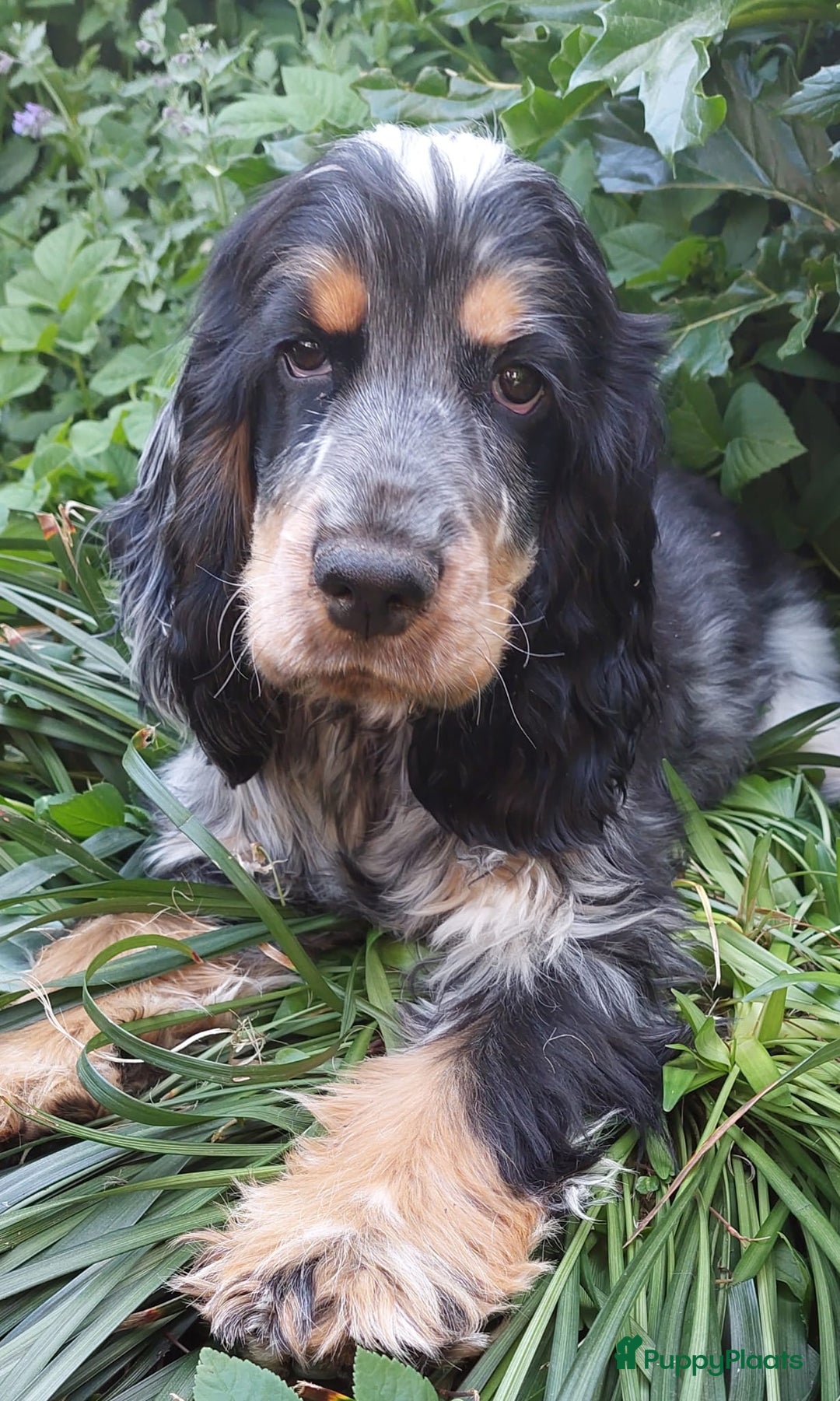 Cockapoo honden te koop: Nestje cockapoo  - Afbeelding 5