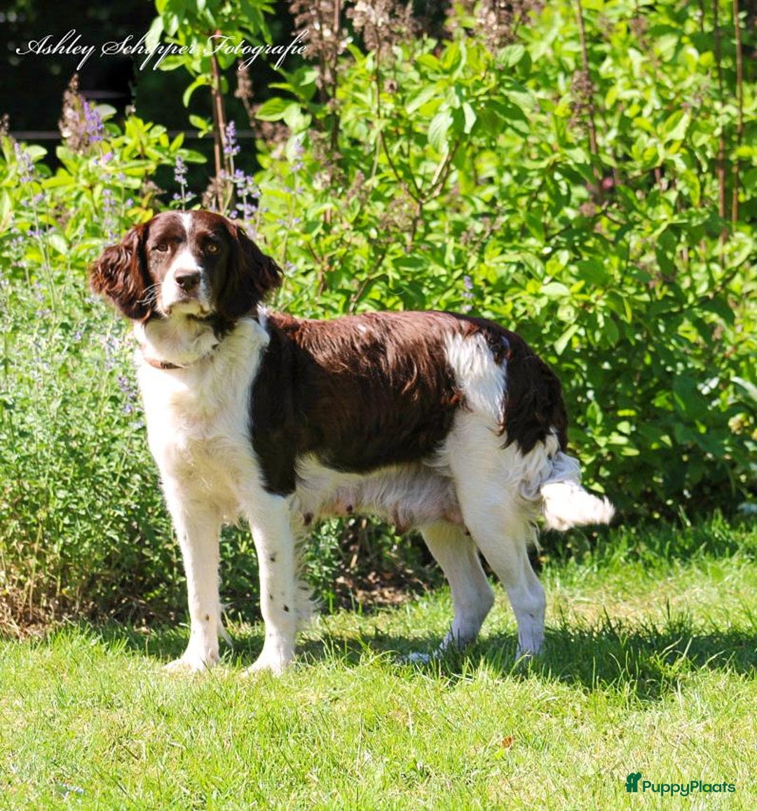 Drentsche Patrijshond honden te koop: Leuke Drentsche patrijshonden pups in Dwingeloo - Afbeelding 7