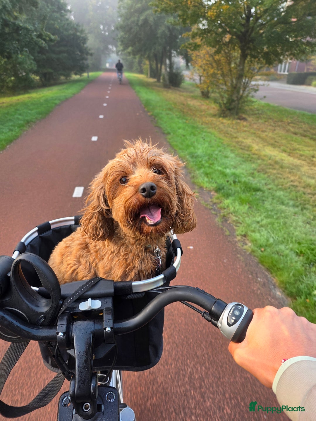 Australian Labradoodle honden te koop: Mini australian labradoodles - Advertentie 2