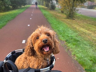 Australian Labradoodle honden Mini labradoodles - Advertentie 3