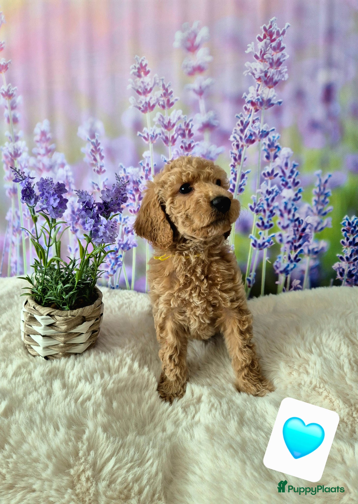 Labradoodle honden Multigen labradoodles 6 weken oud - Advertentie 1