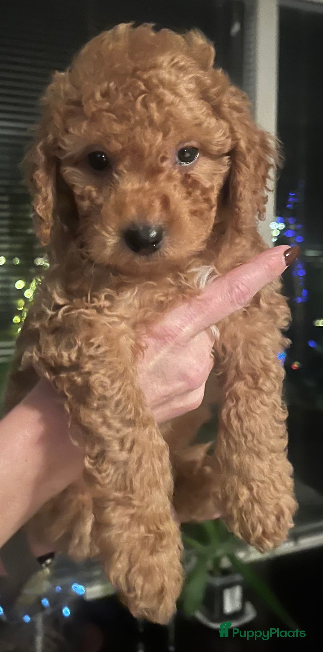 Kruising honden te koop: Huiselijke nest POEDELS, moeder & vader aanwezig  - Advertentie 2