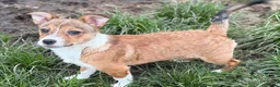 Kruising honden ter adoptie: Storm - Advertentie 5