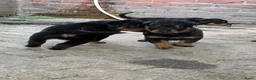 Rottweiler honden te koop: Prachtig mooie Rotweiler pups te koop! - Advertentie 16