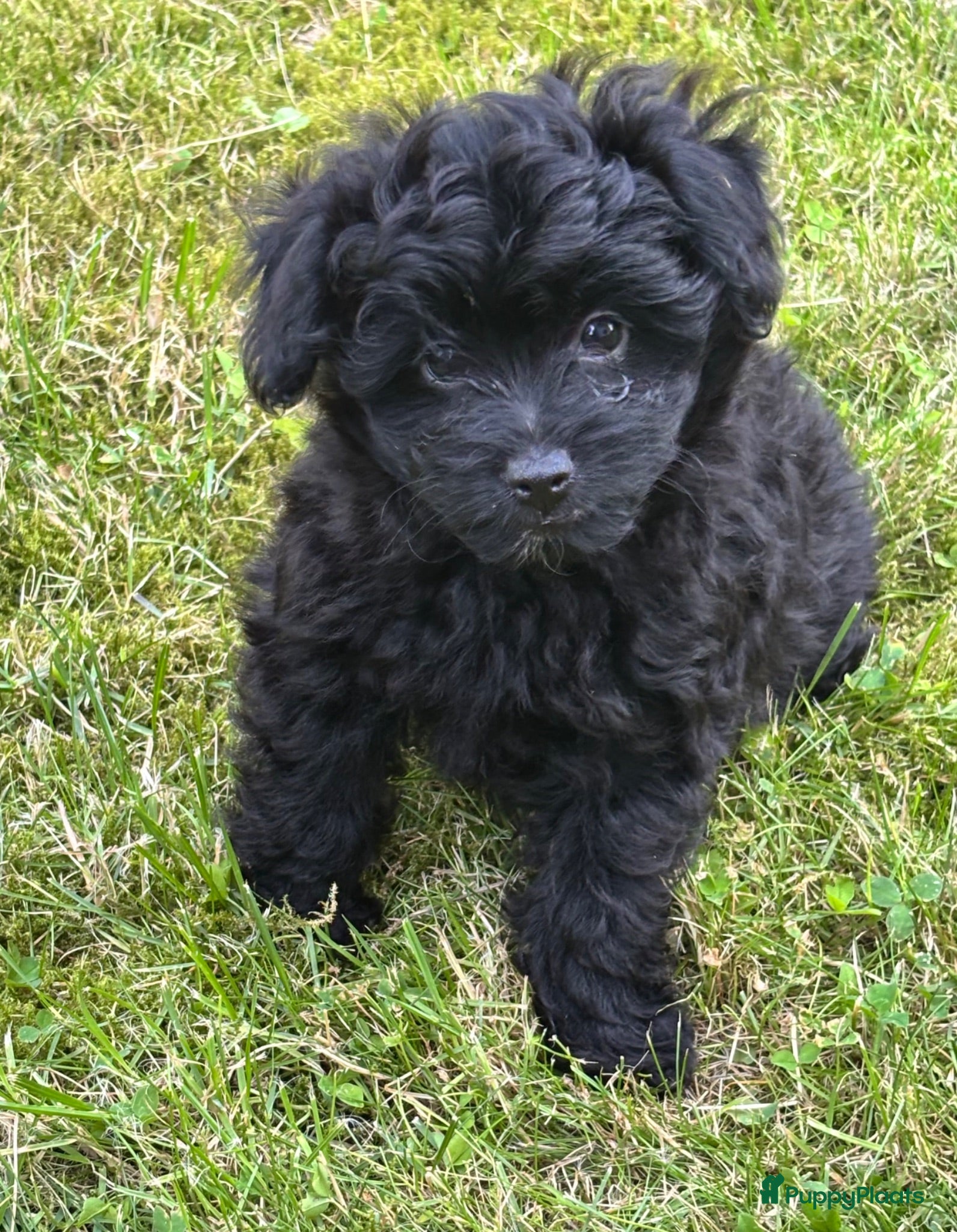 Kruising honden Pomapoo pups uit geteste ouders - Advertentie 16