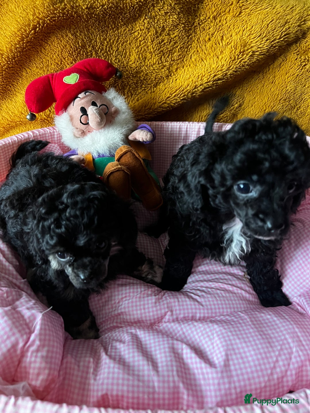 Poedel Toy honden te koop: Toy poedels  - Advertentie 13