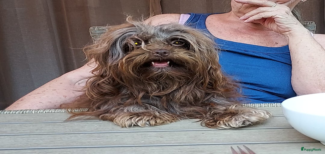 Galerij afbeelding {{count}}