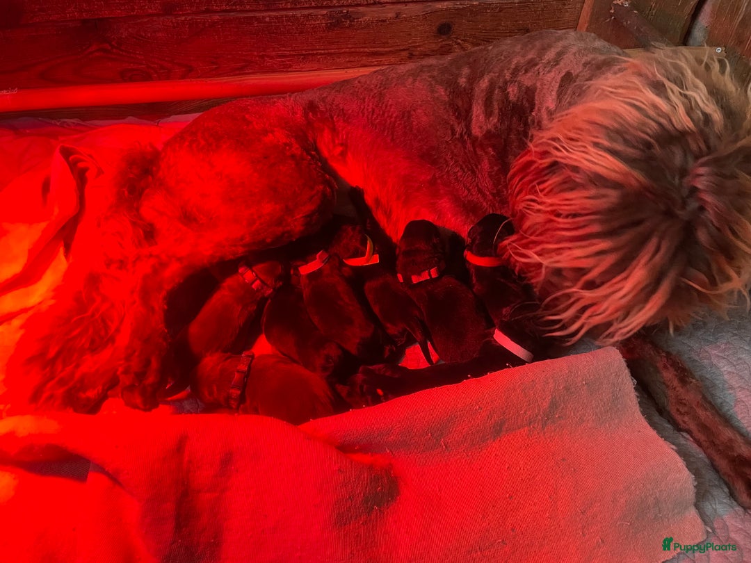 Labradoodle honden te koop: Labradoodle pups met Australian bloed - Advertentie 3