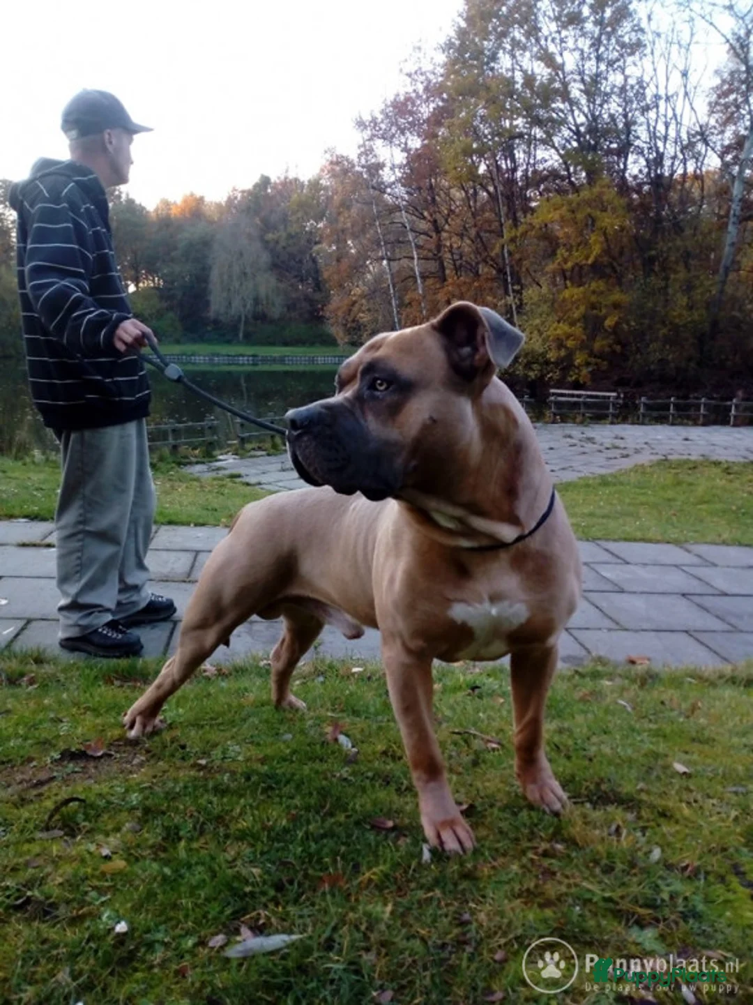 Kruising honden ter dekking: Amircan bully xl  zeer mooi in Heerlen - Advertentie 8